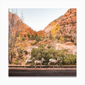 Zion National Park Sheep Square Canvas Print