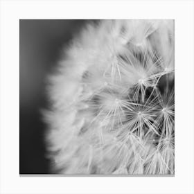 Dandelion Canvas Print