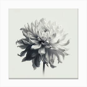 Gray & White Dahlia Minimalist Canvas Print