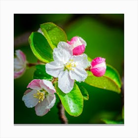 Blooming Pear Tree In Spring Close Shot Showcasing The Intricate Arrangement Of Small Blush Toned B Canvas Print