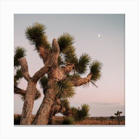 Pastel Joshua Tree Sunset Canvas Print