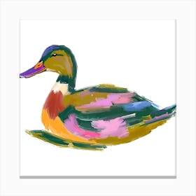 Duck 06 Canvas Print