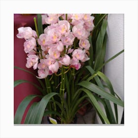 Pink Orchids 1 Canvas Print