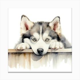 Siberian Husky 1 Canvas Print