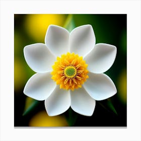 White Flower With Yellow Center Canvas Print