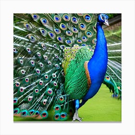 Peacock 10 Canvas Print