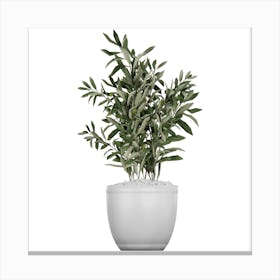 Olive Tree In A Pot Canvas Print