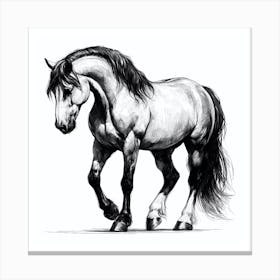 Black And White Horse Drawing Canvas Print