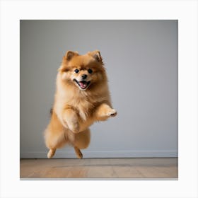 Pomeranian Dog Jumping Canvas Print