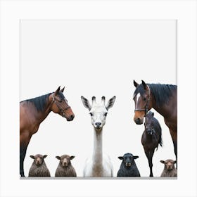 Giraffes And Sheep Canvas Print