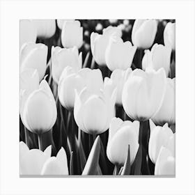 White Tulips Canvas Print