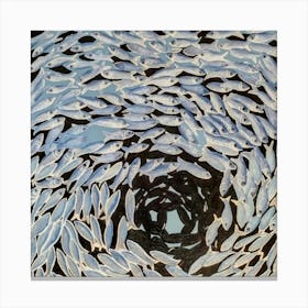 Sardine Canvas Print