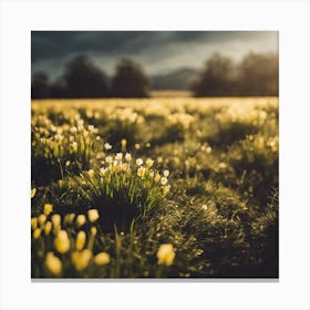 Daffodils 2 Canvas Print