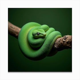 A Vibrant Emerald Tree Boa Coiled On A Branch 2 Canvas Print