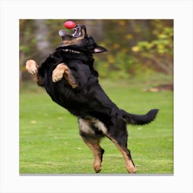 German Shepherd Dog Catching A Frisbee Canvas Print