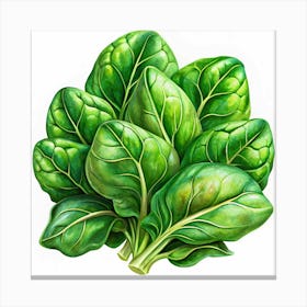 Bunch Of Fresh Spinach 1 Canvas Print