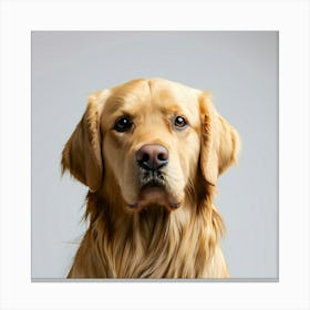 Golden Retriever Portrait Canvas Print