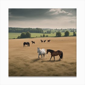 Horses In A Field 5 Canvas Print