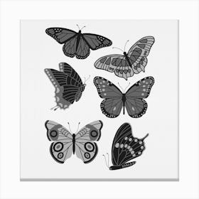 Texas Butterflies   Black And White Square Canvas Print