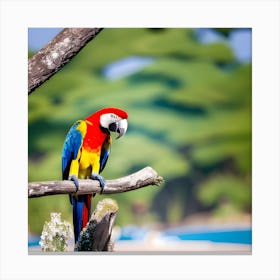 Colorful Parrot 1 Canvas Print