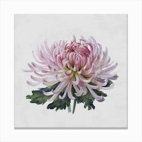 Chrysanthemum Canvas Print