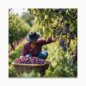 Woman Picking Plums In An Orchard Canvas Print