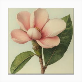 Magnolia 2 Canvas Print