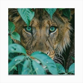 Eyes of the Jungle: A Lion's Gaze Through the Foliage Canvas Print