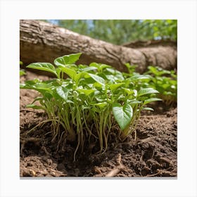 Small Green Plants Growing In The Soil Canvas Print