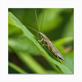 Grasshopper 28 Canvas Print