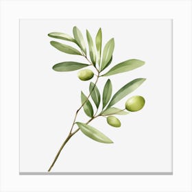 Olive Branch 2 Canvas Print