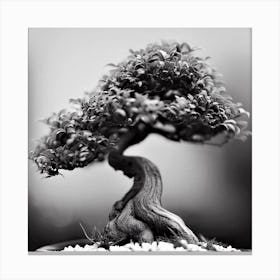 Bonsai Tree Canvas Print