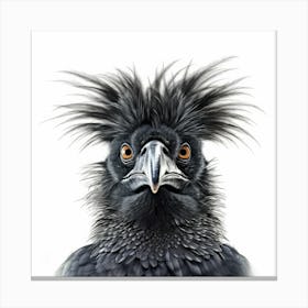 Black Crow Canvas Print