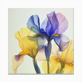 Three Irises. Purple and Yellow Watercolor Canvas Print