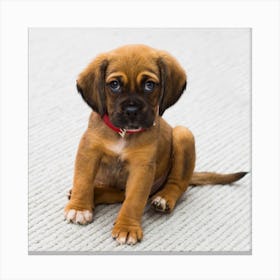 Puppy Sitting On Carpet Canvas Print