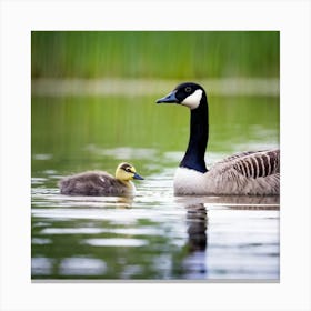 Canadian Geese 5 Canvas Print