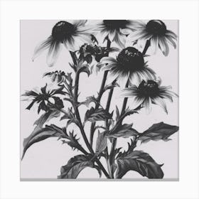 Black Eyed Susan Canvas Print