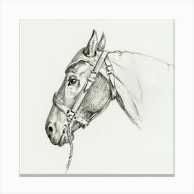 Head Of A Horse 2, Jean Bernard Canvas Print