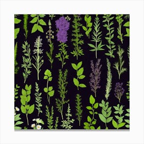 Herbs On A Black Background Canvas Print