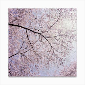 Cherry Blossoms 7 Canvas Print