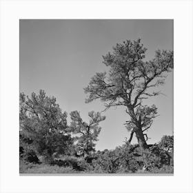 Craters Of The Moon National Monument, Idaho, Trees By Russell Lee Canvas Print