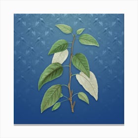 Vintage Balsam Poplar Leaves Botanical on Bahama Blue Pattern n.0234 Canvas Print