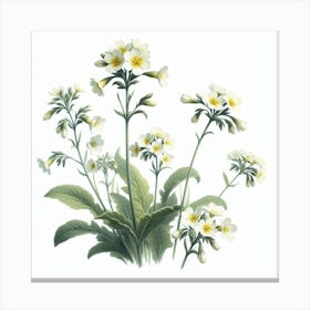 Flowers of Cowslip 2 Canvas Print