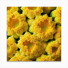 Yellow Cauliflower Canvas Print