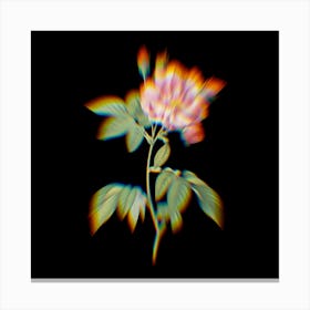 Prism Shift French Rosebush with Variegated Flowers Botanical Illustration on Black n.0066 Canvas Print