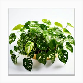 Golden Pothos Plant And White Background(1) Canvas Print