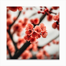 Coral Champagne Cherry Tree Photography (1) Canvas Print