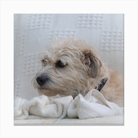 Dog Laying On A Blanket 2 Canvas Print