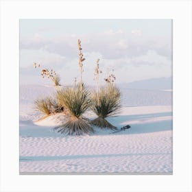 Yucca Plants In Desert Canvas Print