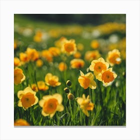 Yellow Daffodils Canvas Print